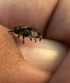 Male Regal Jumping Spiders Bundle - Photo 2