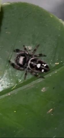Male Regal Jumping Spiders Bundle - Photo 3