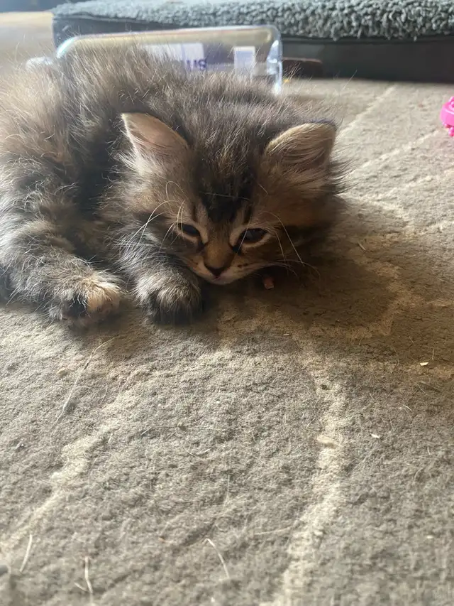 Kitten looking for a forever home