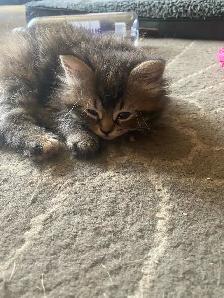 Kitten looking for a forever home