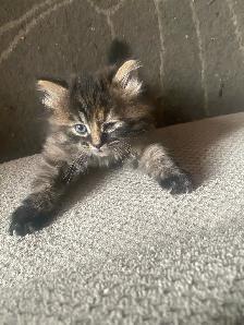 Kitten looking for a forever home - Photo 2