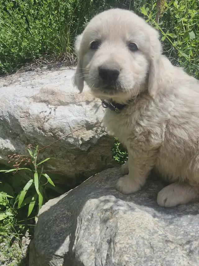 Chiots Golden retriever