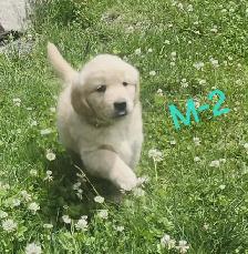 Chiots Golden retriever - Photo 2