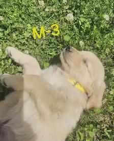 Chiots Golden retriever - Photo 3