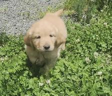 Chiots Golden retriever - Photo 4