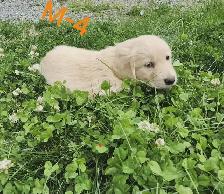 Chiots Golden retriever - Photo 5