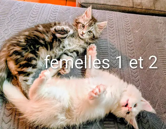 chatons Maine coon prêt pour adoption