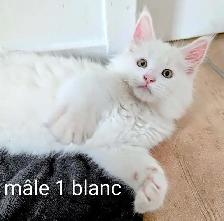 chatons Maine coon prêt pour adoption - Photo 3