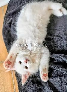 chatons Maine coon prêt pour adoption - Photo 4