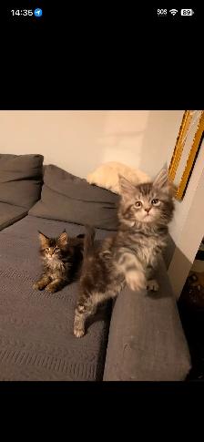 chatons Maine coon prêt pour adoption - Photo 5