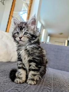 chatons Maine coon prêt pour adoption - Photo 6