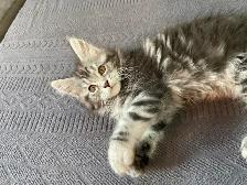 chatons Maine coon prêt pour adoption - Photo 7