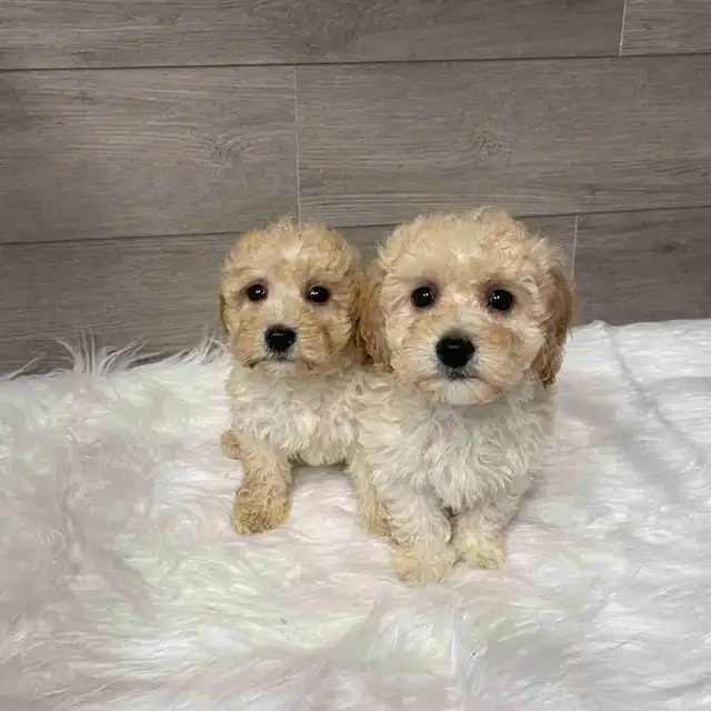 Adorable Bichonpoo puppies