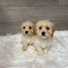 Adorable Bichonpoo puppies