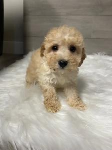 Adorable Bichonpoo puppies - Photo 2