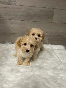 Adorable Bichonpoo puppies - Photo 3