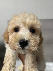 Adorable Bichonpoo puppies - Photo 4