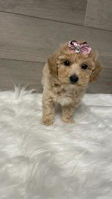 Adorable Bichonpoo puppies - Photo 5