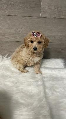 Adorable Bichonpoo puppies - Photo 6