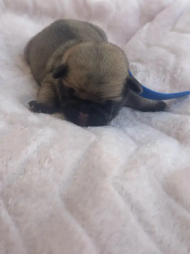 Pugs pugs