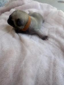 Pugs pugs - Photo 2
