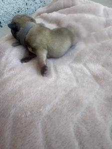 Pugs pugs - Photo 3