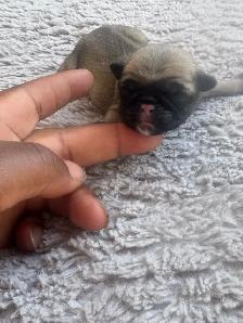 Pugs pugs - Photo 4