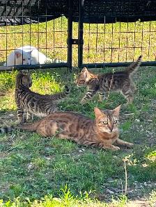 Bengal cross kittens