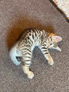 Bengal cross kittens - Photo 2