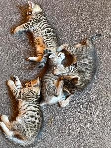 Bengal cross kittens - Photo 4