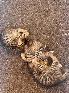 Bengal cross kittens - Photo 5