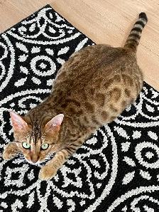 Bengal cross kittens - Photo 9