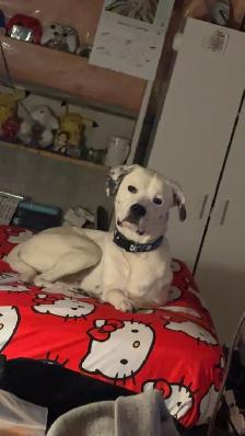 free dog