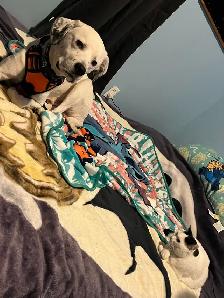 free dog - Photo 2