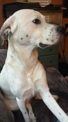 free dog - Photo 3