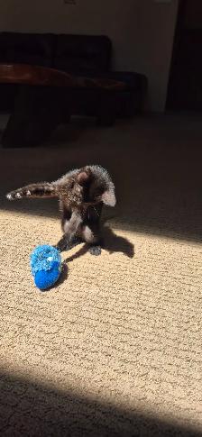 3/4  siamese female kitten - Photo 2