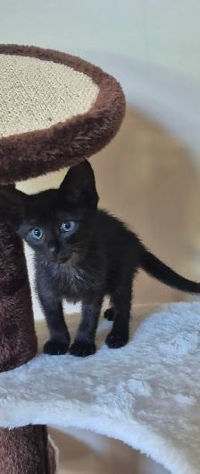 3/4  siamese female kitten - Photo 3