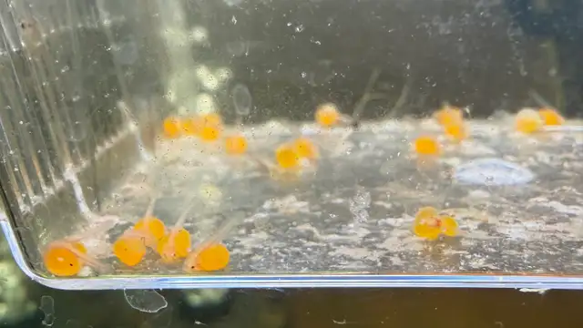 Plecos Available
