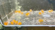 Plecos Available