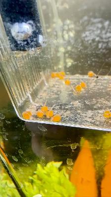 Plecos Available - Photo 2