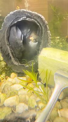 Plecos Available - Photo 3