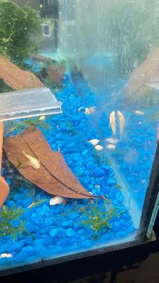 Plecos Available - Photo 4