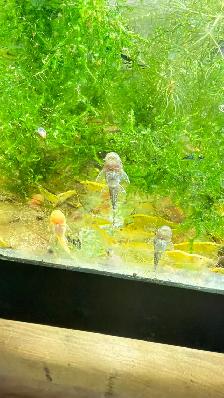 Plecos Available - Photo 5