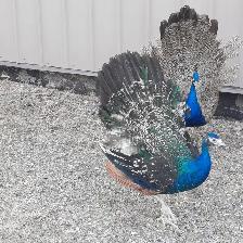 2 10 month old peacocks