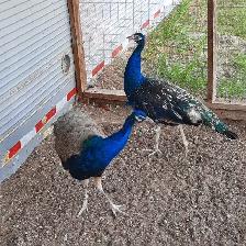 2 10 month old peacocks - Photo 2