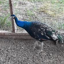 2 10 month old peacocks - Photo 3