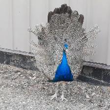 2 10 month old peacocks - Photo 4