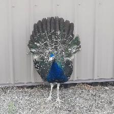 2 10 month old peacocks - Photo 5