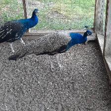 2 10 month old peacocks - Photo 6