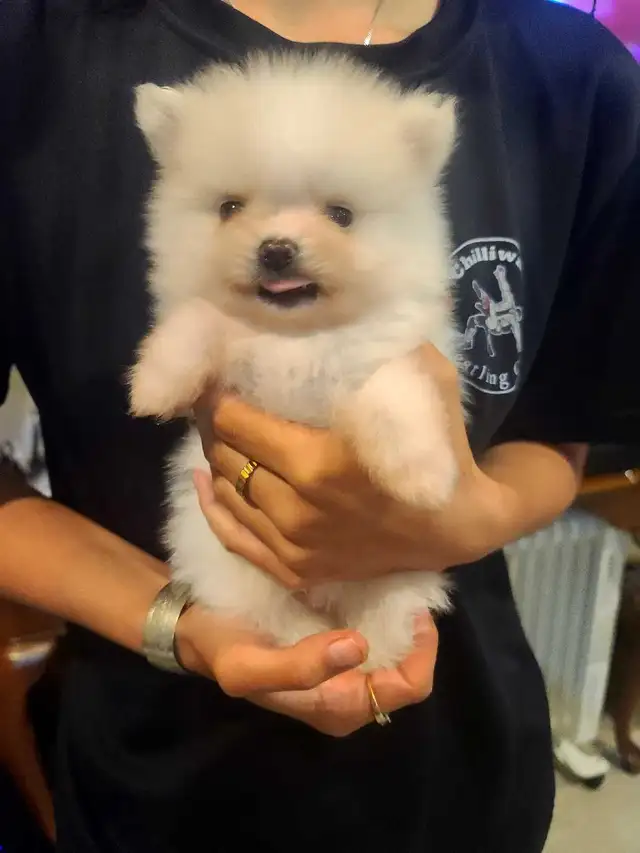 Pomeranian